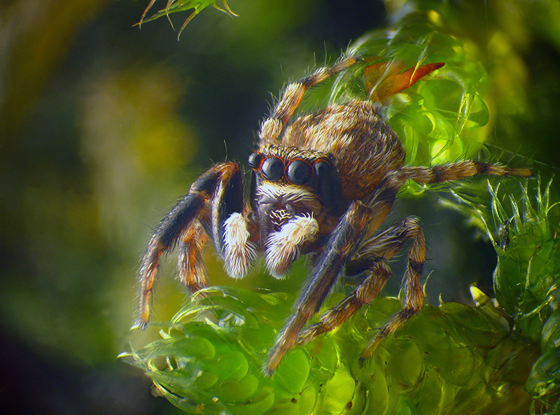Salticidae:  Pseudeuophrys lanigera, maschio - Montonate (VA)